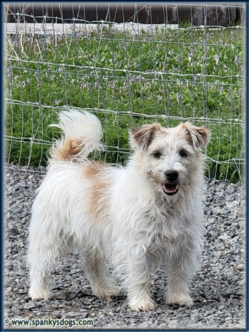 Sterling, Jack Russell Terrier stud dog at Spanky's Dogs