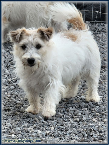 Sterling, Jack Russell Terrier stud dog at Spanky's Dogs