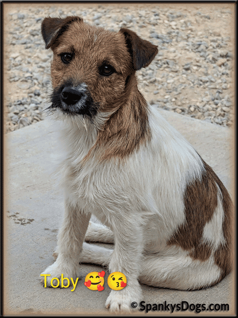 Toby - up and coming Jack Russell Terrier stud dog for sale at Spanky's Dogs