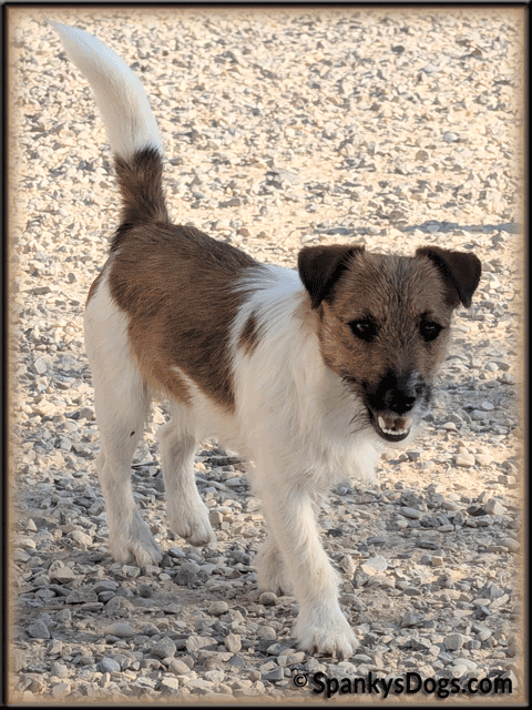 Toby - up and coming Jack Russell Terrier stud dog for sale at Spanky's Dogs