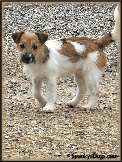 Toby - up and coming Jack Russell Terrier stud dog at Spanky's Dogs