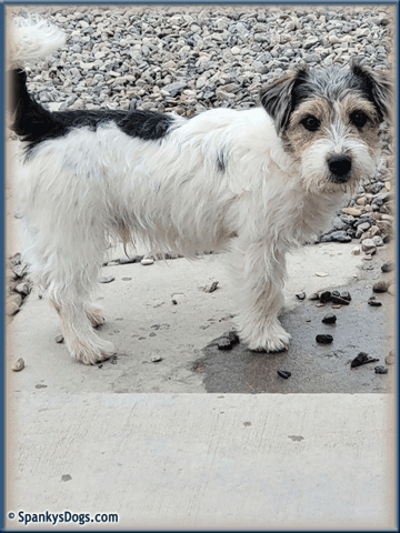 Walter - up and coming Jack Russell Terrier stud dog at Spanky's Dogs