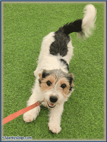 Walter - up and coming Jack Russell Terrier stud dog at Spanky's Dogs