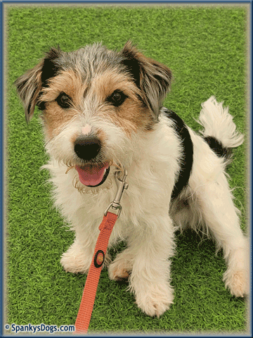 Walter - up and coming Jack Russell Terrier stud dog at Spanky's Dogs