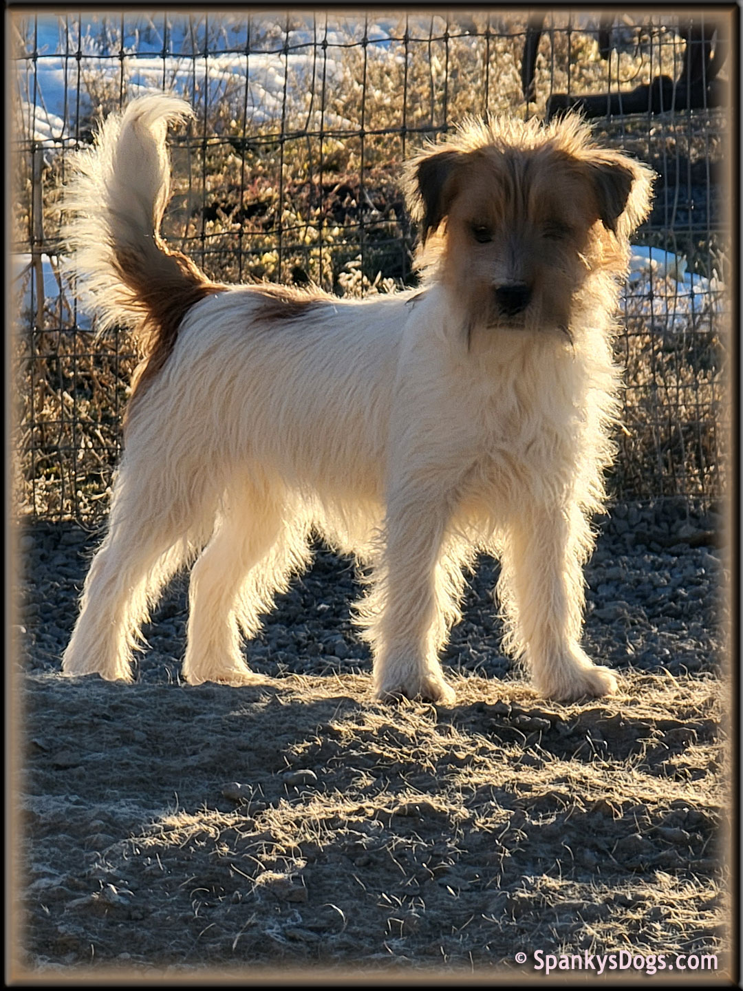 Spanky's Jack Russell Terrier puppies for sale start with Awesome JRT Moms!