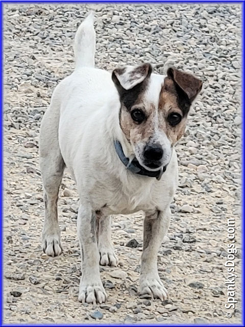 Jack Russell Terrier Stud Dog Winston