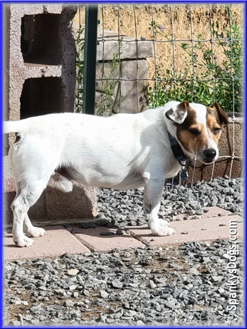 Jack Russell Terrier Stud Dog Winston