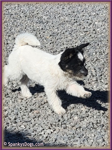 Ziva - upcoming Jack Russell Terrier female at Spankys Dogs