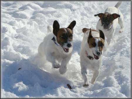 DSC03906Spanky+Rizzo+Opal_runsnow