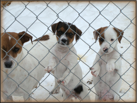 DSC04601Cassie+2pups_fence