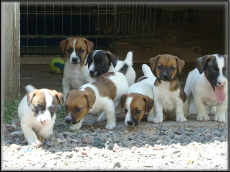 DSC07521_7pups