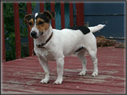 Jack Russell Terrier Puppies for sale