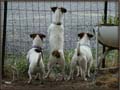 Home Grown Jack Russell Terrier Puppies are friendly and playful