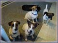 Jack Russell Terrier Moms play for fun