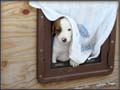 Jack Russell Terrier Puppies for sale