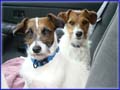 Jack Russell Terrier Dogs & Puppies Photo Gallery - all are shortys