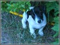 Jack Russell Terrier Puppies Photo Gallery