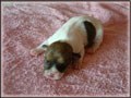 Jack Russell Terrier Puppies for sale - Shorties