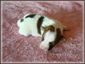 Jack Russell Terrier Puppies for sale - Shorties