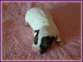 Jack Russell Terrier Puppies for sale - Jack Russell Shorties