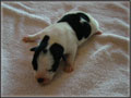 Jack Russell Terrier Puppies for sale - shorties