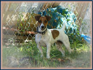 Annie, Jack Russell Terrier Puppy's mom