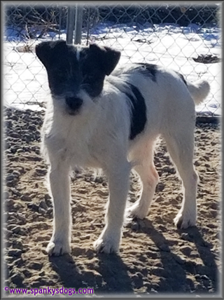 Ava, upcoming mom of Jack Russell Terrier Puppies