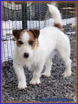 Baxter, Jack Russell male