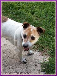 JRT mom Cassie & puppies