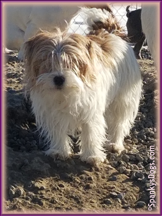 Chloe, Jack Russell Terrier Puppy's mom