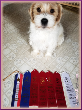 Chloe - jack russell terrier female - wins agility trials