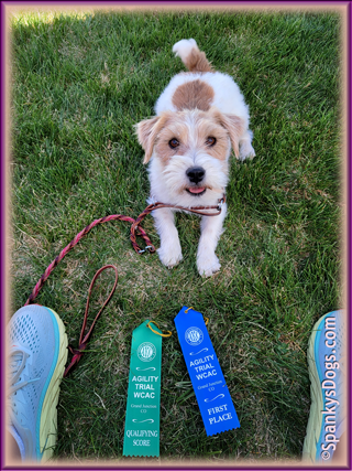 Chloe - jack russell terrier female - wins agility trials