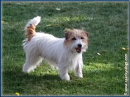 Clancy, Jack Russell Terrier Puppy's mom