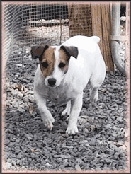 Clar, Jack Russell Terrier Puppy mom-to-be