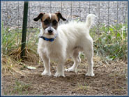 Spanky's Jack Russell Terrier Puppies Seeking New Owners