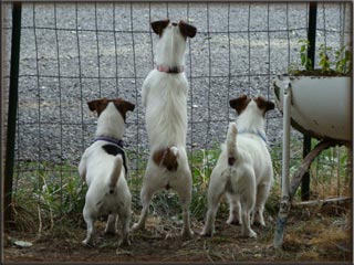 Jack Russell Terriers Home Grown in Mesa Colorado