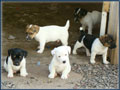Jack Russell Terrier Puppies (shorties) Photo Gallery