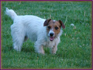 Jack Russell Terrier Puppies for sale