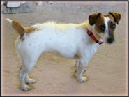 Jack Russell Terrier Puppies for sale