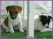 Jack Russell Terrier Puppies for sale