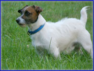 Jack Russell Terrier Puppies for sale