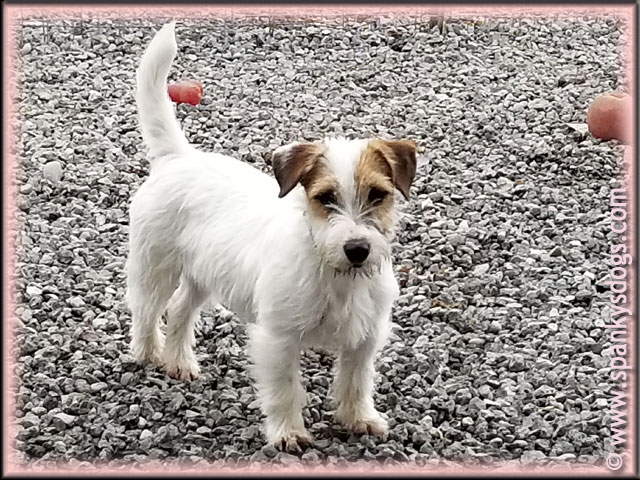 broken coat jack russell puppy