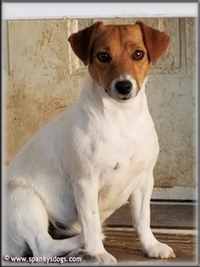 Hazel - mom of  Jack Russell Terrier Puppies!