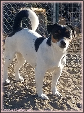 Irma, upcoming Jack Russell Terrier Puppy's mom