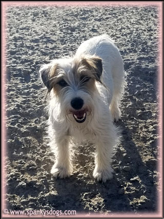 Fallon, Jack Russell Terrier Puppy's mom