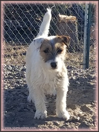 Lacey, upcoming Jack Russell Terrier Puppy's mom