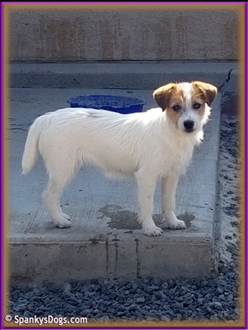 Lady, upcoming mom of Jack Russell Terrier Puppies