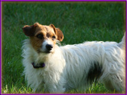 Maggie Mae, Jack Russell Terrier Puppy's mom