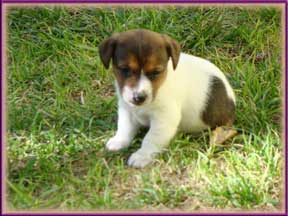 Jack Russell Terrier Puppies for sale in Colorado