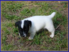 Jack Russell Terrier Puppies for sale